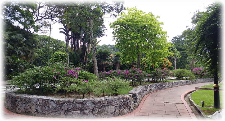 Birding/ Bird watching in Perdana Botanical Garden, Kuala Lumpur