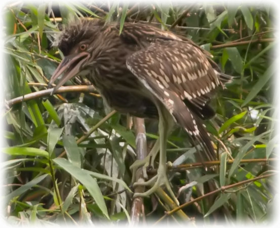 Birding/ Bird watching in Perdana Botanical Garden, Kuala Lumpur