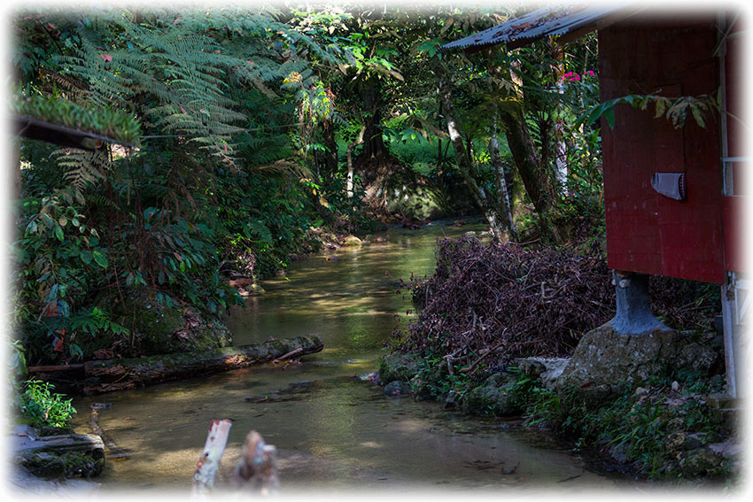 Birding/ Bird watching at IsiRimba/ Kemensah Valley, Kuala Lumpur, Malaysia