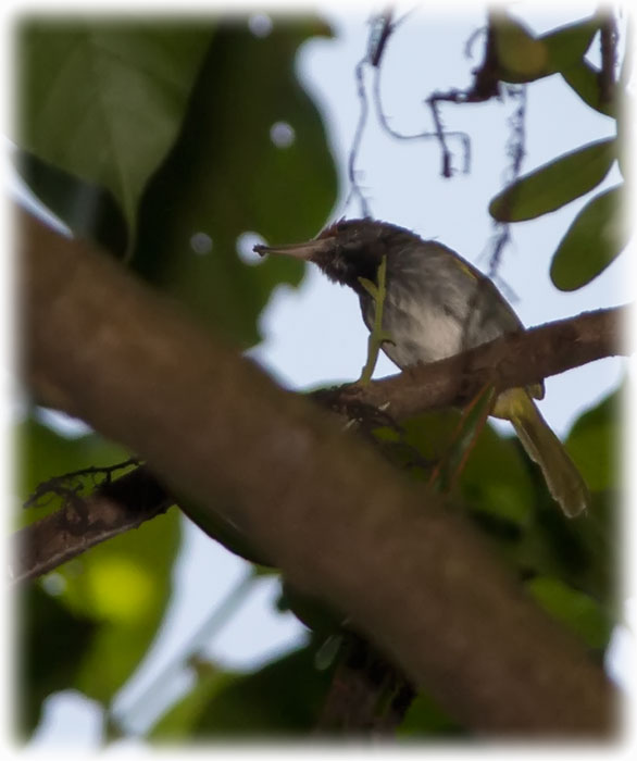 Birding/ Bird watching at FRIM, Kuala Lumpur