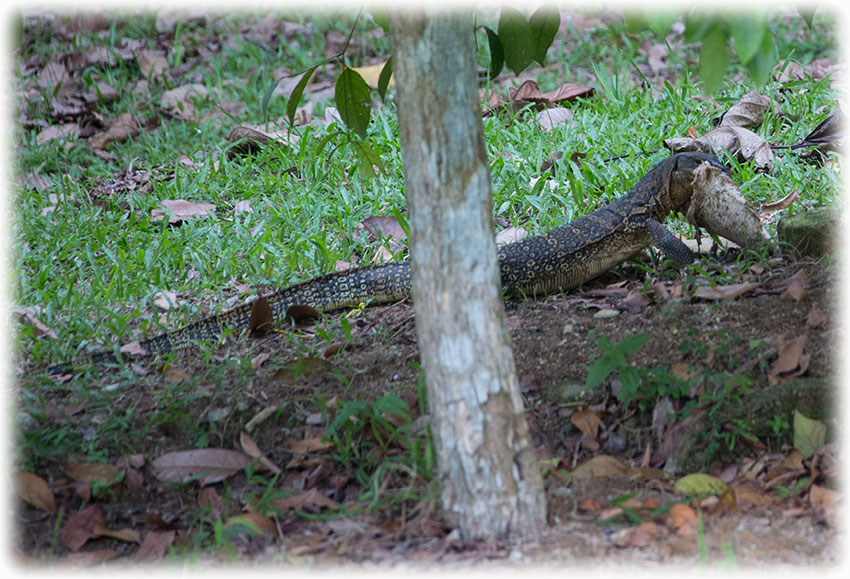 Birding/ Bird watching at FRIM Botanical Garden/ Kepong Botanical Garden and FRIM Garden of Eden, Kuala Lumpur