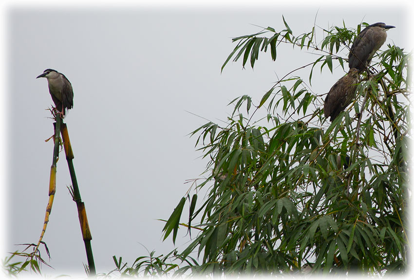 Birding/ Bird watching in Perdana Botanical Garden, Kuala Lumpur