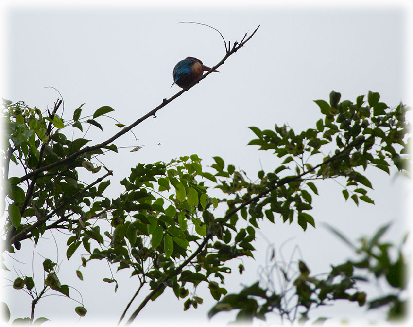 Birding/ Bird watching in Perdana Botanical Garden, Kuala Lumpur