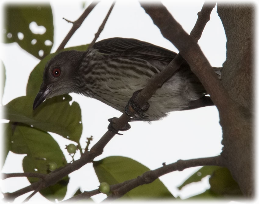 Birding/ Bird watching in Taman Tasik Ampang Hilir, Kuala Lumpur