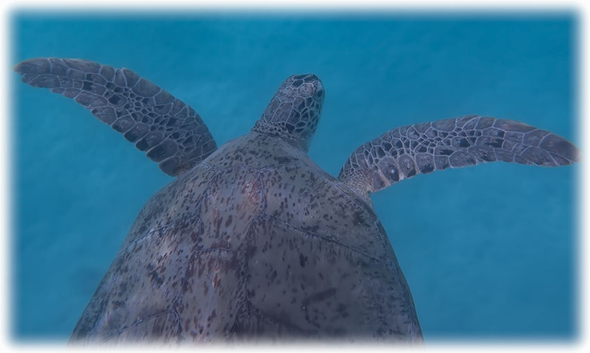 Turtle Point on Perhentian Island