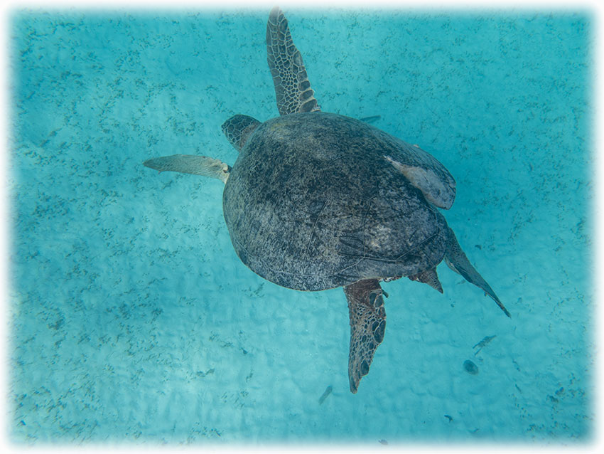 Snorkelling at Turtle Point, Perhentian Island