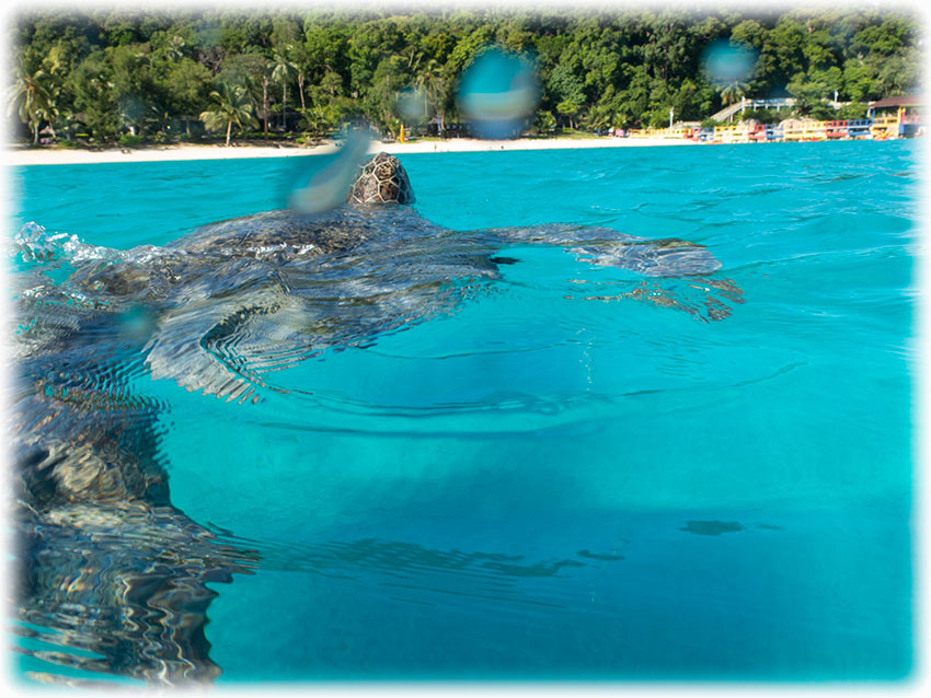 Snorkelling at Turtle Point, Perhentian Island