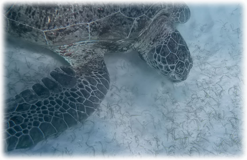 Snorkelling at Turtle Point, Perhentian Island