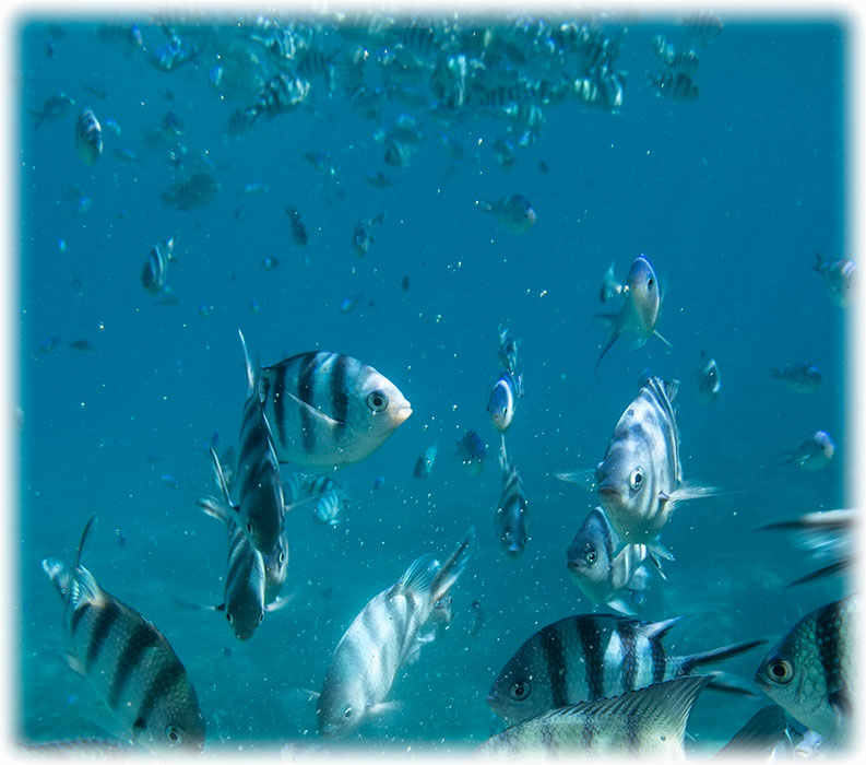 Snorkelling, Perhentian Island