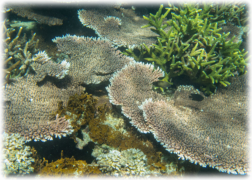 Snorkelling, Perhentian Island