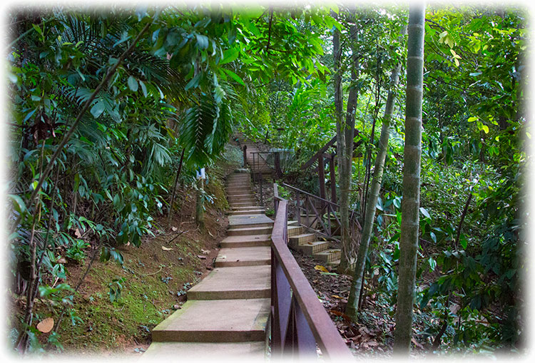 Birding/ Bird watching in KL Forest ECO Park, Kuala Lumpur