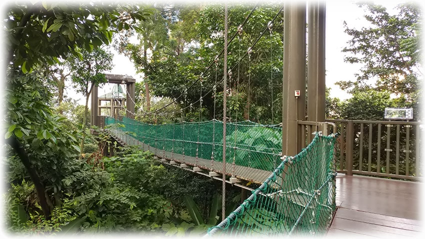 Birding/ Bird watching in KL Forest ECO Park, Kuala Lumpur