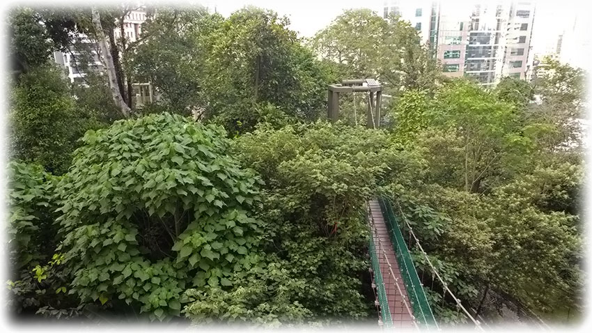 Birding/ Bird watching in KL Forest ECO Park, Kuala Lumpur