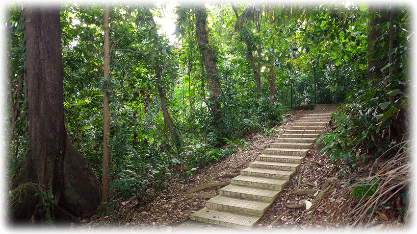 Birding/ Bird watching in KL Forest ECO Park, Kuala Lumpur