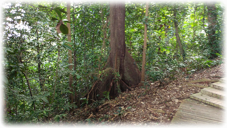 Birding/ Bird watching in KL Forest ECO Park, Kuala Lumpur