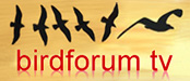 BirdforumTV