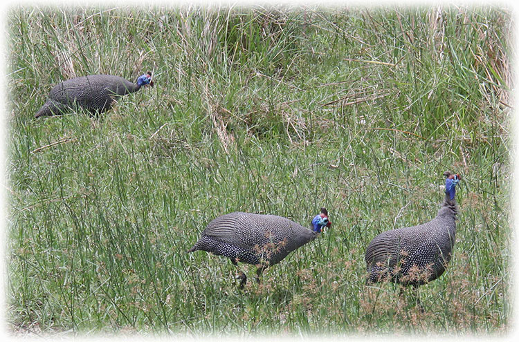 Helmeted Guineafowl, Numida meleagris