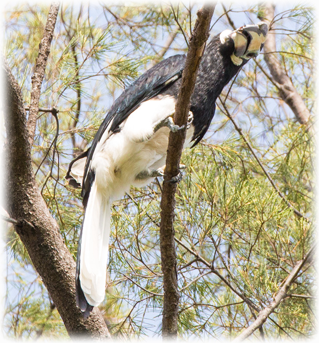 Oriental Pied Hornbill, Anthracoceros albirostris, นกแก๊ก, นกแกง