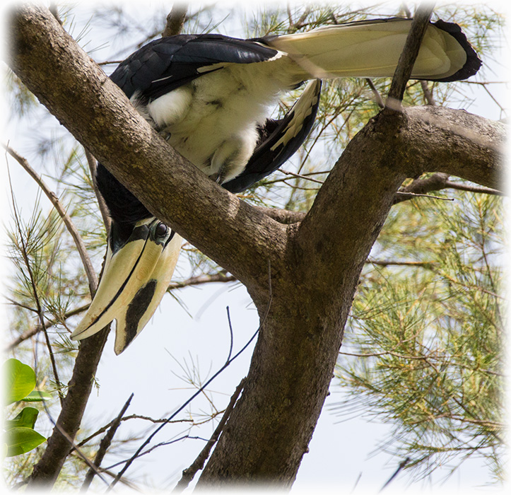 Oriental Pied Hornbill, Anthracoceros albirostris, นกแก๊ก, นกแกง