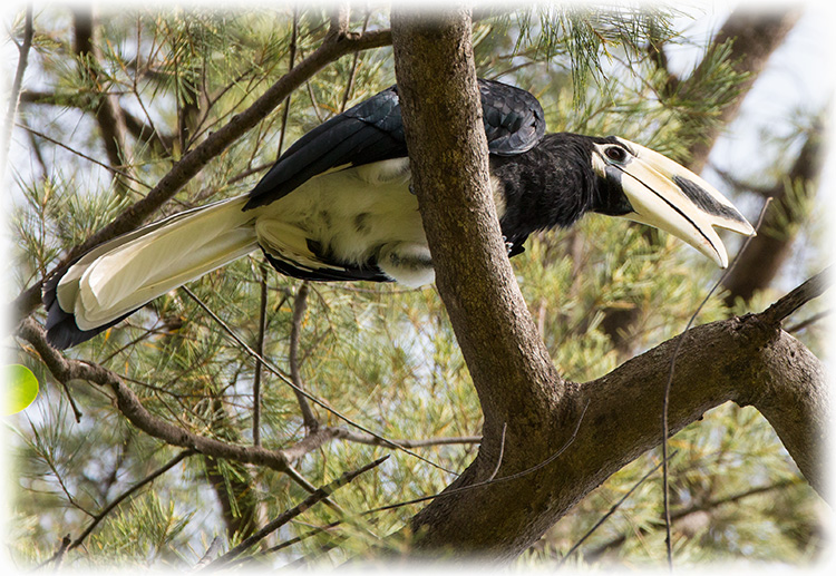 Oriental Pied Hornbill, Anthracoceros albirostris, นกแก๊ก, นกแกง