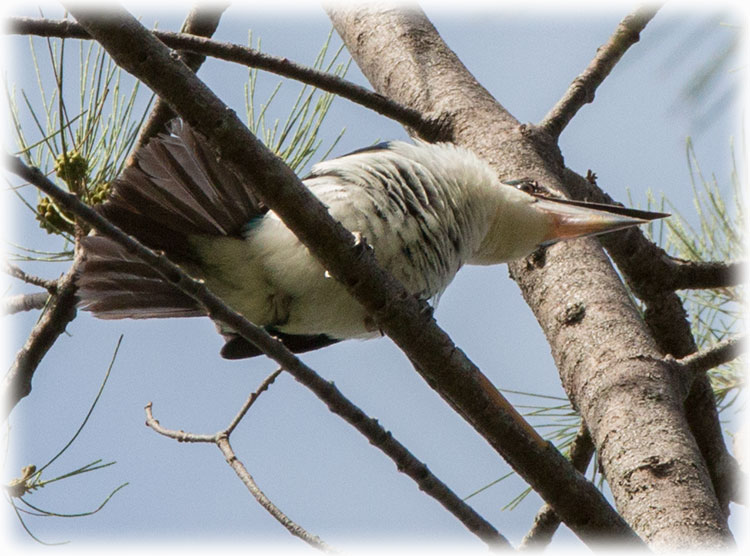 Collared Kingfisher, Todiramphus chloris, นกกินเปี้ยว, White-collared kingfisher, Mangrove Kingfisher