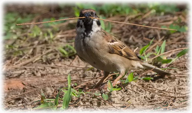 Eurasian Tree Sparrow, Passer montanus, นกกระจอกบ้าน, Pilfink