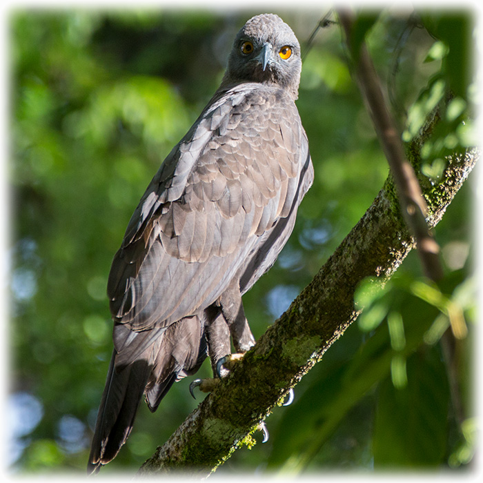 Changeable Hawk-eagle, Nisaetus cirrhatus