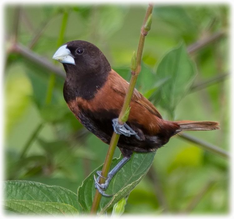 Chestnut Munia, Lonchura atricapilla, นกกระติ๊ดสีอิฐ