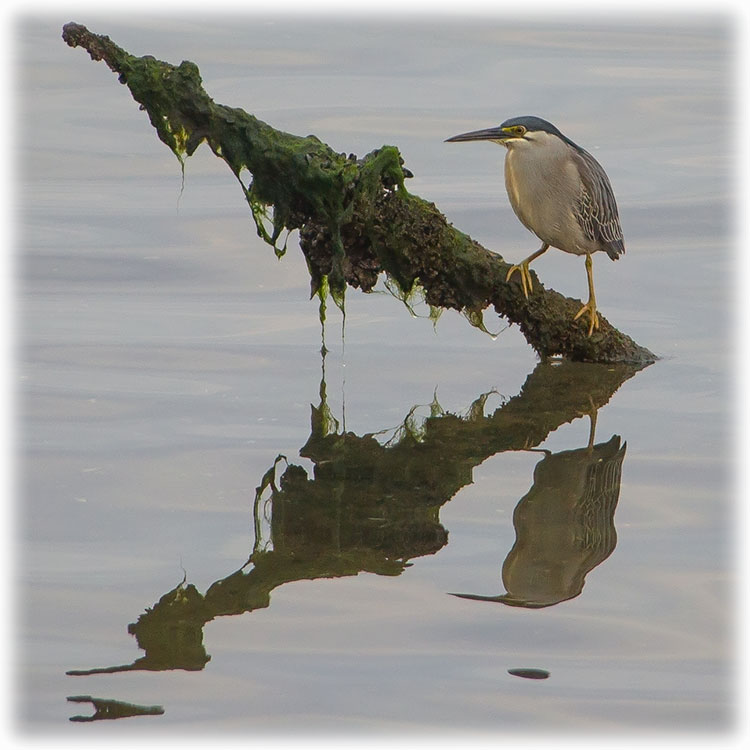 Striated Heron, Little heron, Butorides striata, นกยางเขียว