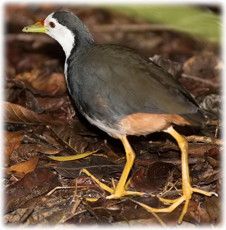 White-breasted Waterhen, Amaurornis phoenicurus, นกกวัก