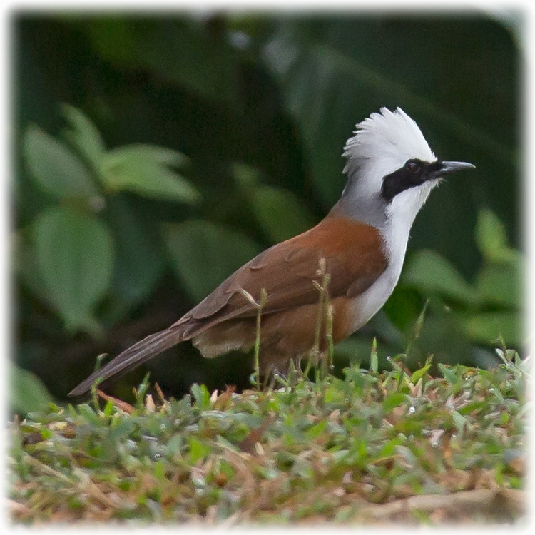 White-crested Laughingthrush, Garrulax leucolophus, นกกะรางหัวหงอก