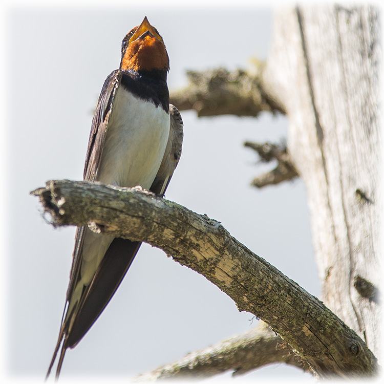 Barn Swallow, Hirundo rustica, Ladusvala, นกคุ่มอกลาย