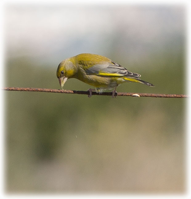 European Greenfinch, Greenfinch, Chloris chloris, Grönfink