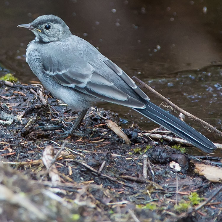 White Wagtail, Motacilla alba, Sädesärla