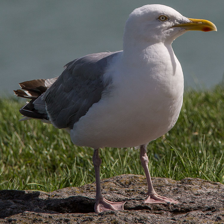 Birding Bird Watching In Finland European Herring Gull Gråtrut