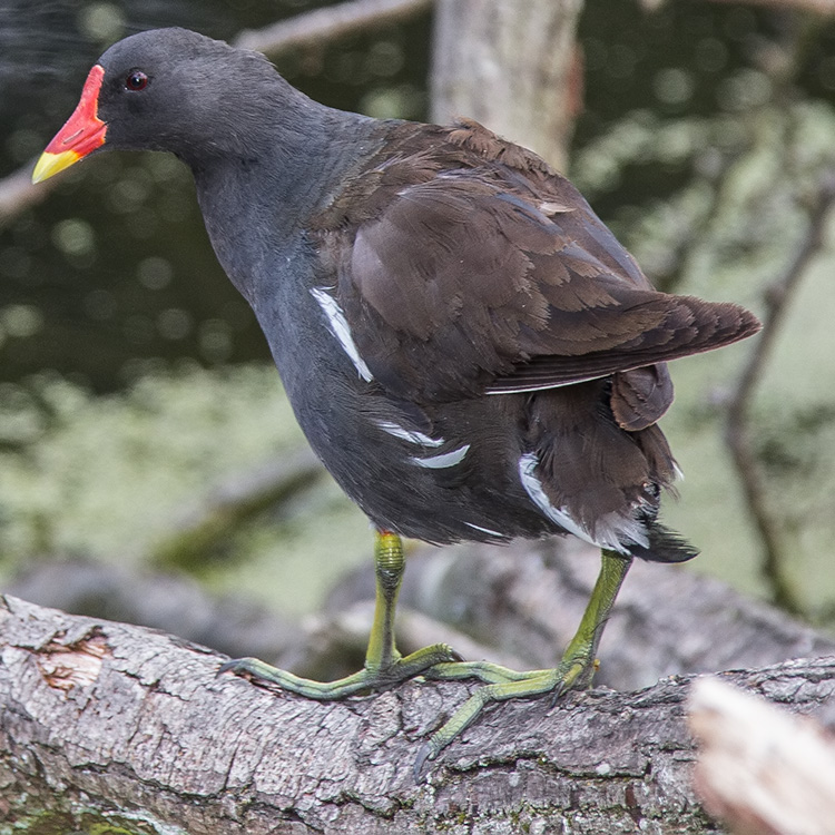 Common Moorhen, Gallinula chloropus, Rörhöna, นกอีล้ำ