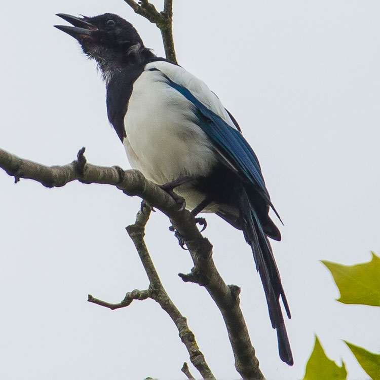 Eurasian Magpie, Common Magpie, Pica pica, Skata