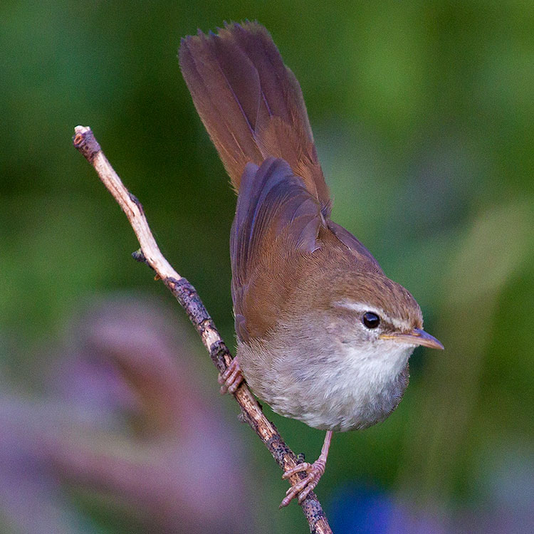 Cetti's Warbler, Cettia cetti