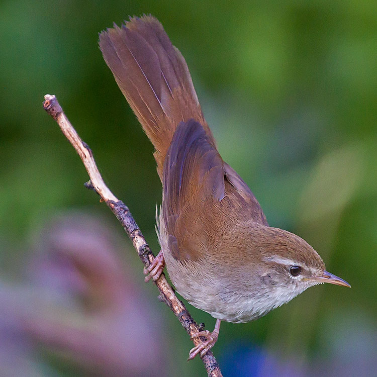 Cetti's Warbler, Cettia cetti