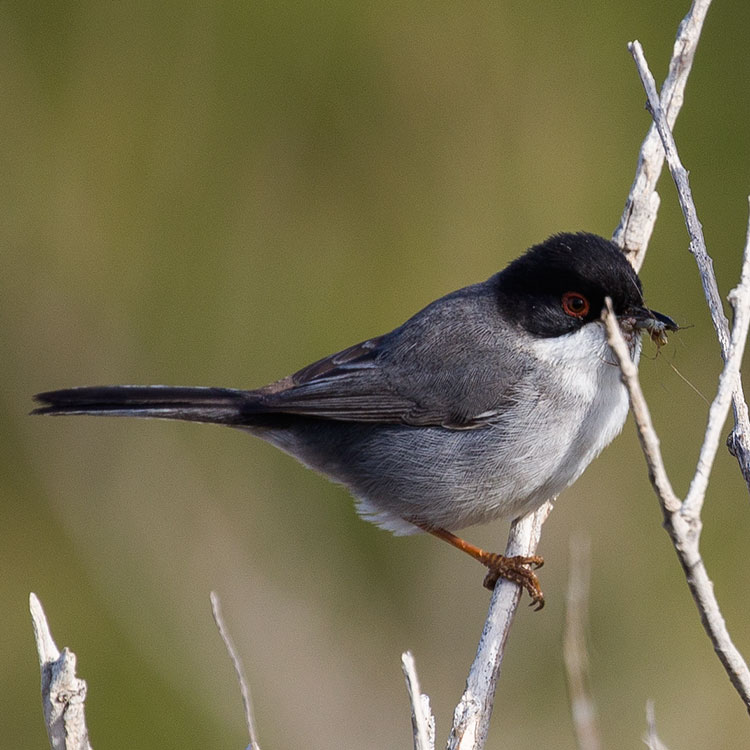 Sardinian Warbler, Curruca melanocephala