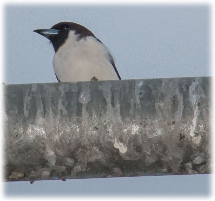 Fiji woodswallow, Artamus mentalis