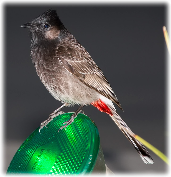 Red-vented Bulbul, Pycnonotus cafer