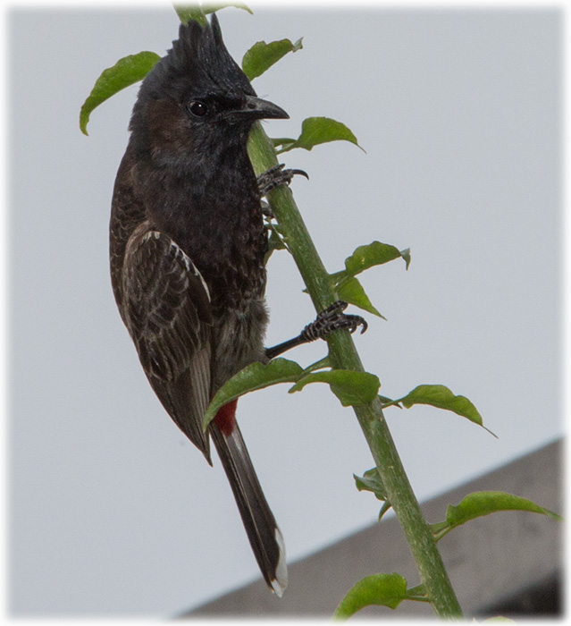 Red-vented Bulbul, Pycnonotus cafer