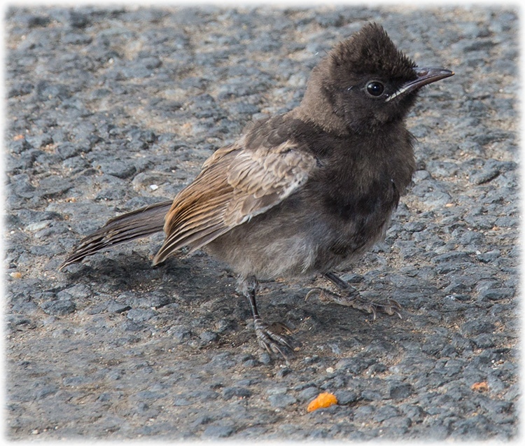 Red-vented Bulbul, Pycnonotus cafer