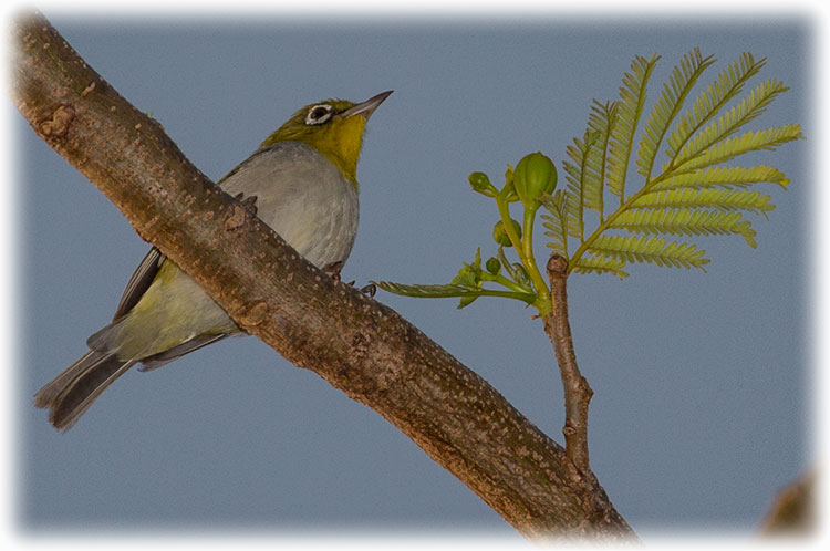 Silvereye or Wax-eye, Zosterops lateralis