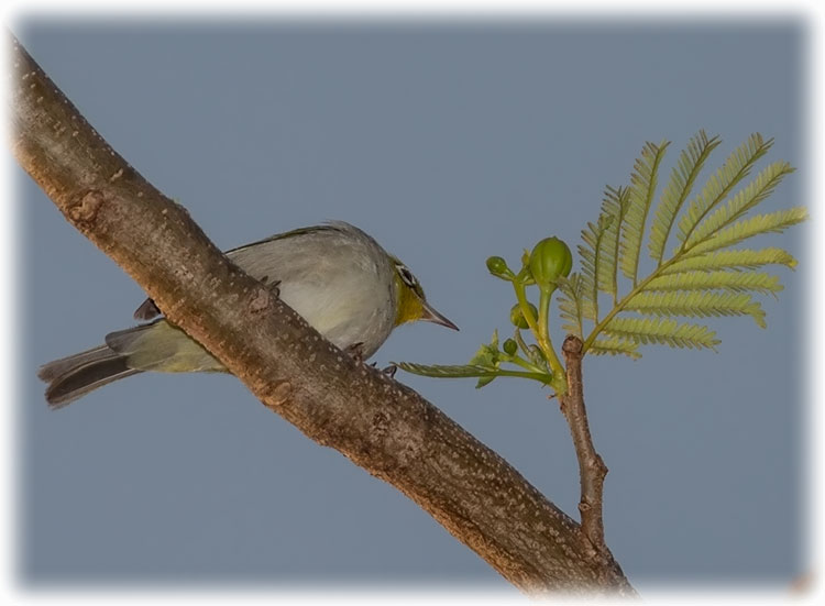 Silvereye or Wax-eye, Zosterops lateralis