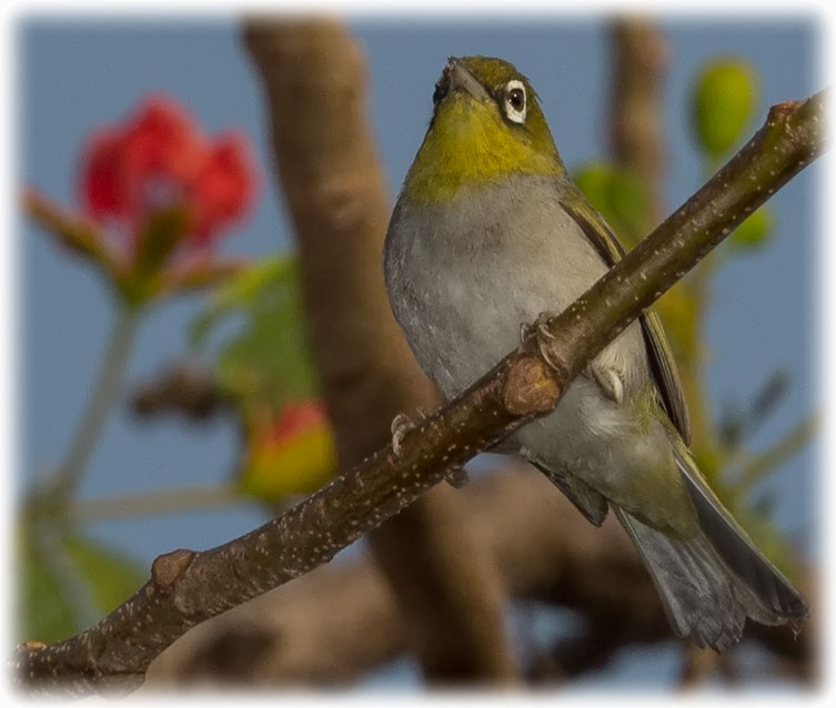 Silvereye or Wax-eye, Zosterops lateralis