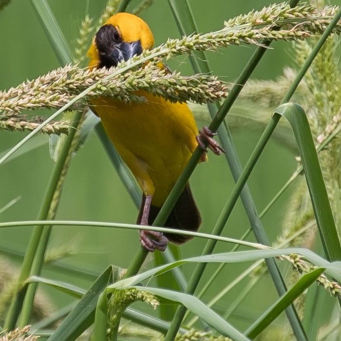 Asian Golden Weaver, Ploceus hypoxanthus, นกกระจาบทอง