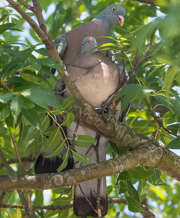 Common Wood Pigeon, Columba palumbus, Ringduva