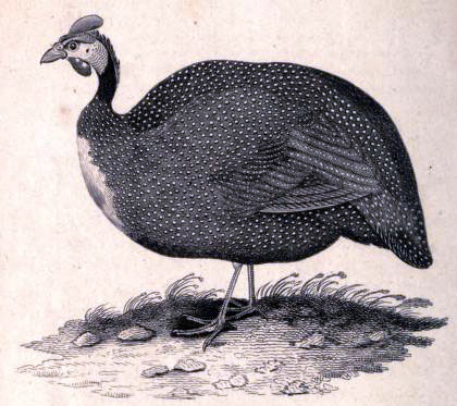 Helmeted Guineafowl, Numida meleagris